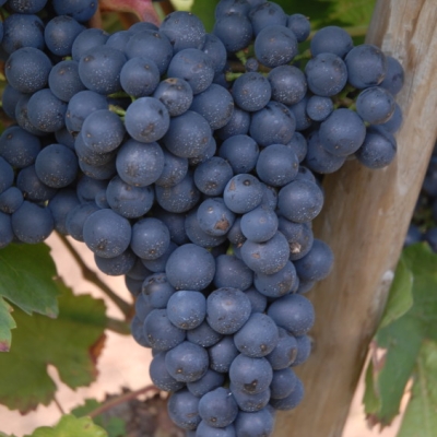 Cabernet Dorsa ANT 0581